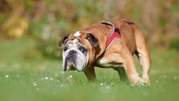 Ein Hund mit faltigem Gesicht und hellbraunem Fell auf einer Wiese 