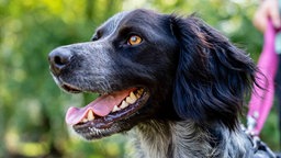 Ein Hund mit schwarz-grau-weiß-gestromtem Fell in Nahaufnahme 