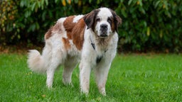 Ein großer weiß-brauner Hund mit wuscheligem Fell steht einer Wiese