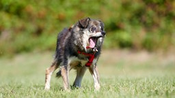 EIn dreifarbiger Hund mit deformierten Körper steht hechelnd auf einer Wiese