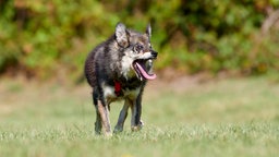 EIn dreifarbiger Hund mit deformiertem Körper steht hechelnd auf einer Wiese