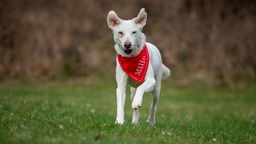 Ein weißer Hund mit einem roten Halstuch läuft über eine Wiese