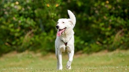 Hund mit weißem Fell läuft hechelnd über eine Wiese 