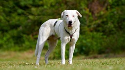 Hund mit weißem Fell steht auf einer Wiese und schaut in Richtung Kamera