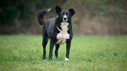 Hund mit schwarzem Fell und weißen Flecken steht auf einer Wiese 