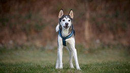 Ein schwarz-weißer Hund mit einem blauen Geschirr steht auf einer Wiese