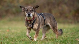 Ein schwarz-brauner Hund mit einem schwarzen Geschirr läuft über eine Wiese