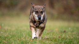 Ein braun-schwarzer Hund mit einem schwarzen Geschirr läuft über eine Wiese