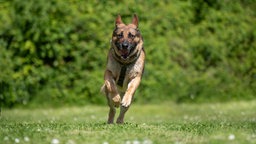 Hund mit schwarz-braunem Fell läuft hechelnd über eine Wiese 