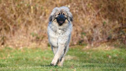 Ein beiger flauschiger Hund mit einem Maulkorb läuft über eine Wiese