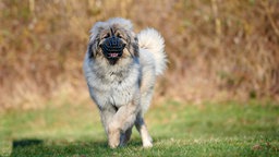 Ein beiger flauschiger Hund mit einem Maulkorb läuft über eine Wiese