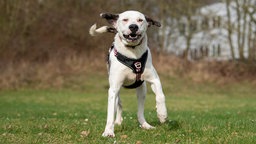 Ein großer weißer Hund mit dunklen Flecken springt über eine Wiese