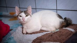 Katze mit weiß-dunkelbraunem Fell liegt auf einem bunten Teppich 