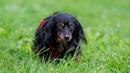 EIn kleiner schwarz-brauner Hund mit langem Fell läuft über eine Wiese