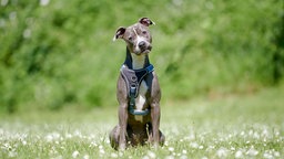 Großer grau-weißer Hund mit einem blauen Geschirr sitzt auf einer Wiese