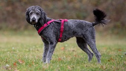 Ein großer dunkelgrauer Hund mit lockigem Fell und einem roten Geschirr steht seitlich auf einer Wiese