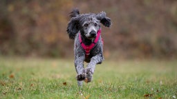 Ein großer dunkelgrauer Hund mit lockigem Fell und einem roten Geschirr läuft über eine Wiese