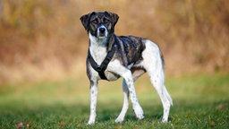 EIn braungestromter Hund mit weiß steht auf einer Wiese