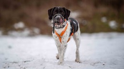 Hund mit schwarz-weißem Fell und einem Maulkorb auf einer mit Schnee bedeckten Wiese