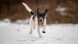 Ein mittelgroßer Hund mit schwarz-weißem Fell und Maulkorb auf einer mit Schnee bedeckten Wiese