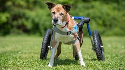 Hund mit braun-weißem Fell mit Hunderollstuhl steht auf einer Wiese 