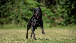 Ein Hund mit schwarz-braunem Fell läuft hechelnd über eine Wiese 