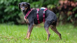 Ein schwarz-brauner Hund mit einem lila Geschirr steht seitlich auf einer Wiese