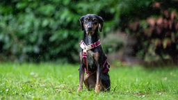 Ein schwarz-brauner Hund mit einem lila Geschirr sitzt auf einer Wiese