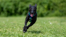 Hund mit schwarzem Fell und weißen Flecken läuft hechelnd über eine Wiese 