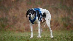 Ein schwarz-weißer Hund mit blauem Geschirr steht auf einer Wiese