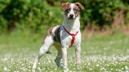 Ein kleiner weiß-brauner Hund steht auf einer Wiese