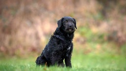 Hund mit schwarzem wuscheligem Fell sitzt auf einer Wiese 