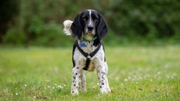 Schwarz-weißer Hund mit Schlappohren und einem blauen Halsband steht auf einer Wiese