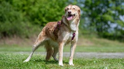 Hund mit braun-beigefarbenem Fell steht hechelnd auf einer Wiese 