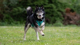 Großer schwarz-weißer Hund mit blauem Geschirr läuft über eine Wiese