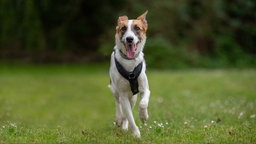 Ein dreifarbiger Hund mit schwarzem Geschirr läuft hechelnd über eine Wiese