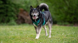 Großer schwarz-weißer Hund mit blauem Geschirr läuft über eine Wiese