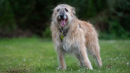 Großer hellbrauner Hund mit langem zotteligen Fell steht auf einer Wiese