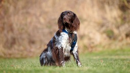 Ein großer braun-weißer Hund mit blauem Geschirr sitzt auf einer Wiese