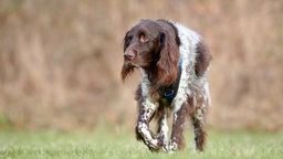 Ein großer braun-weißer Hund mit einem blauen Geschirr läuft über eine Wiese