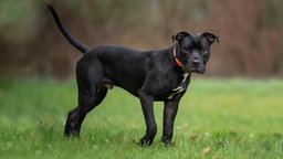 Großer schwarzer Hund mit weißem Abzeichen und orangenem Halsband steht seitlich auf einer Wiese