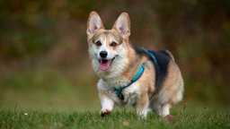 Mittelgroßer Hund mit dreifarbigem Fell läuft hechelnd über eine Wiese 