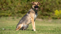 Ein Hund mit hellbraun-schwarzem Fell sitzt hechelnd auf einer Wiese 