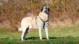 Ein heller großer Hund mit schwarzer Maske steht hechelnd auf einer Wiese