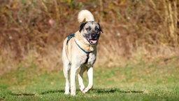 Ein großer beiger Hund mit schwarzer Maske steht hechelnd auf einer Wiese