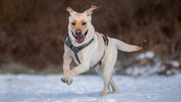 Ein großer Hund mit hellem Fell tollt auf einer mit Schnee bedeckten Wiese herum 