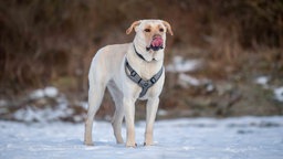 Ein großer Hund mit hellem Fell steht auf einer mit Schnee bedeckten Wiese 