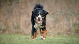 Ein dreifarbiger großer Hund läuft hechelnd über eine Wiese