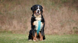 Ein dreifarbiger großer Hund mit einem blauen Geschirr sitzt auf einer Wiese