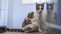 Katze mit verfilztem weiß-getigertem Fell sitzt auf einem Boden und schaut in Richtung Kamera